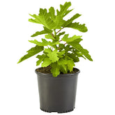 Generic Fig 1 Gal Black Mission fig plant in pot ideal for container patios and small gardens