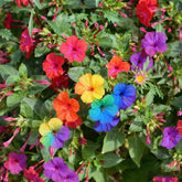 Generic Four O'Clock Seeds pack shot showing mix colors for vibrant beds.