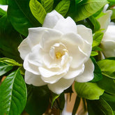 Generic Gardenia Seeds batch visual for home planting and fragrance