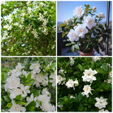 Generic Gardenia seeds closeup hinting at fragrant blooms.