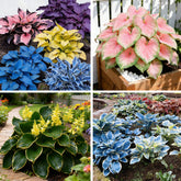 Generic Hosta seeds in a bag show diverse foliage options for shade gardens.