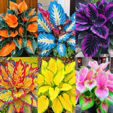 Generic hosta seeds with mixed colors, ideal for shade gardens and containers.