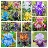 Generic iris seeds, vibrant bloom for borders and containers.
