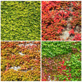 Generic Ivy Vine Mix seed pack for easy sowing and rapid green coverage.