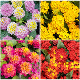Generic 1300+ Mix-Colored Lantana Seeds ideal for sunny borders and container plantings.