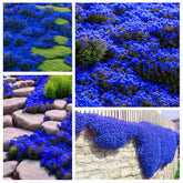 Generic Magic Blue Creeping Thyme seeds closeup—vibrant ground cover for sunny borders.