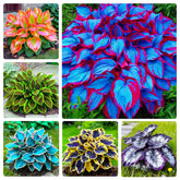 Generic Mix Hosta Seeds 215Pcs seed-pack for shade garden ground cover