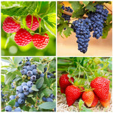 Generic Mixed Berry Seeds Pack front view, perfect for starting a diverse home patch.