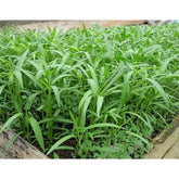 Generic Ong Choy seeds 100g pack ready to plant for a balcony garden harvest.