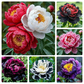 Generic peony seeds packet ready for garden sowing