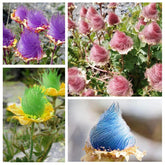 Generic Prairie Smoke seeds packet for spring planting and naturalized borders.