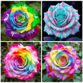Generic Rainbow Rose seeds yield vibrant multicolor blooms for a striking garden focal point.