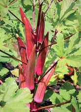 Generic Red Burgundy Okra seeds packet ready for warm-season sowing
