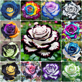 Generic rose seeds color mix pack cover ready for a colorful garden.