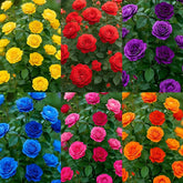 Generic rose seeds mix multi-color petals brighten garden beds for vibrant displays.