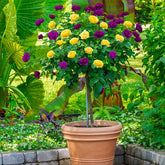 Generic rose tree seedling in a pot ready for indoor and outdoor planting.