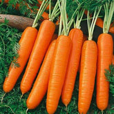 Generic Scarlet Nantes carrot seeds bulk pack ready for planting