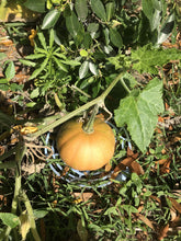 Generic Seminole pumpkin seeds packaging for easy home gardening and storage.