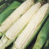 Generic Silver Queen seeds package, showcasing heirloom, non-GMO corn for home gardens.