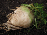 Generic sugar beet seeds pack ready for planting to grow natural sugar in your garden.
