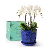 Genntale 6.1-inch ceramic orchid pot with holes and saucers in blue for healthy root drainage.