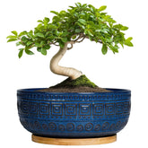 G EPGardening bonsai pots 8 inch blue glaze enhance indoor decor and plant health