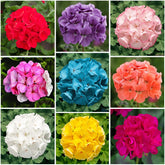 19+ annual geranium seed mix for bed planting, adding lasting color to garden borders.