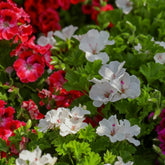 Geranium seeds mixed colors bloom close-up for vibrant borders.