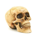 Gifts & Decors grinning skull with life-like detail for gothic home décor and Halloween displays.