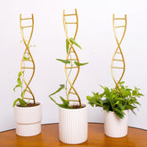Goooxim DNA spiral trellis improves support for climbing plants indoors.
