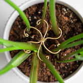 Goooxim Monstera hook kit in matte metal supports upright growth for indoor plants.