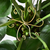 Goooxim Monstera stem support stakes front view for stable upright growth.