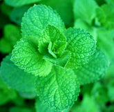 Graffiti GRDN apple mint seed pack ready for sowing in rich soil.
