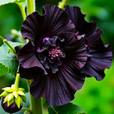 Graffiti GRDN Black Hollyhock seed pack ideal for a dramatic garden border