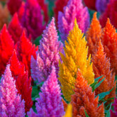 Graffiti GRDN Celosia Plumosa Mix seeds packet ready for bright garden color