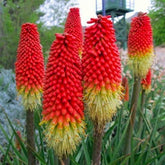 Graffiti GRDN Kniphofia seed pack—germination-ready seeds for vibrant, long-lasting garden color.