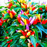 Graffiti GRDN multicolor pepper seeds in pot for vibrant decor.