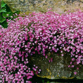 Graffiti GRDN pink babys-breath seeds pack for lush groundcover.
