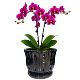 Grdthzey ceramic orchid pot with attached saucer for a neat indoor display.