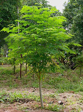 GreenCreator 25-seeds-pack ready for planting and rapid growth.