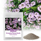 Groundio creeping thyme seeds packaging prepared for garden planning.
