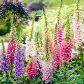 Groundio foxglove pink-spire seeds for vibrant garden borders and pollinator delight