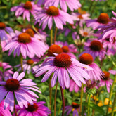 Groundio Purple Coneflower seeds packaging ready for sowing in a pollinator-friendly garden.