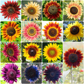 Groundio rainbow sunflower seeds planted in soil for a bright garden display.