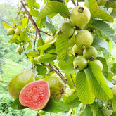 Guava seeds 55+ perennial pack front view for garden planning and planting