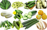 Harley Seeds 100 Cucumber Mix: diverse 12-variety display for fresh salads.