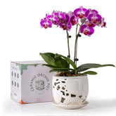 Herduk ceramic orchid pot with breathable design promotes healthy roots and vibrant blooms.