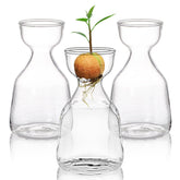 Hiceeden avocado seed starter vase 3-pack showcases compact glass planters for easy germination.