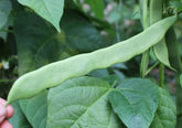 HipGirl Helda pole bean seeds ready to plant for a productive home garden harvest.