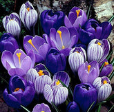 Hirt's Gardens Blue Moon Mix Crocus bulbs in blue and purple for early-season color in the garden